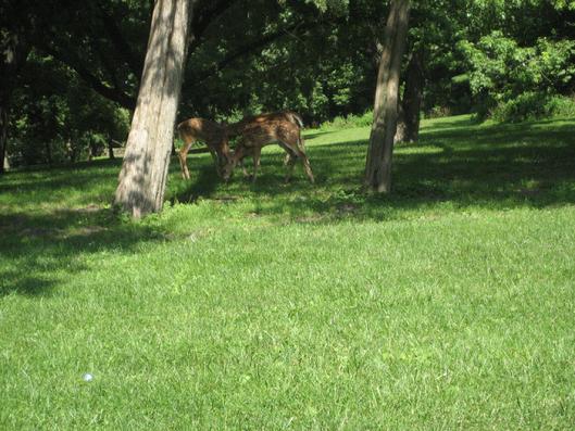 Bike Ride. Beautiful deer.
